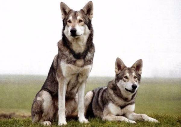 Perros lobos adorables de sarlos