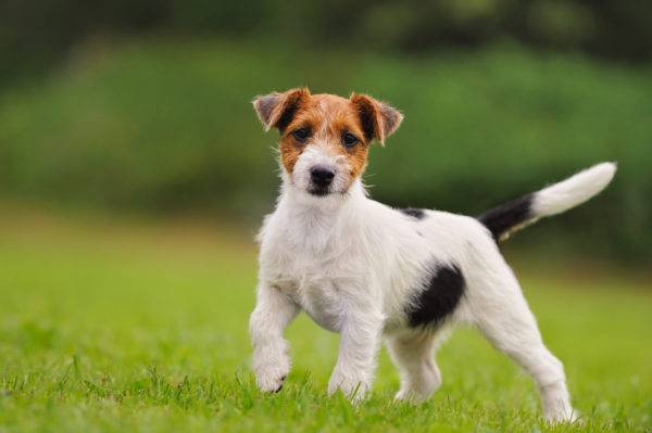 Lindo Parson Russell Terrier