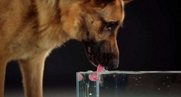 ¿Cuánta agua debe beber un perro?