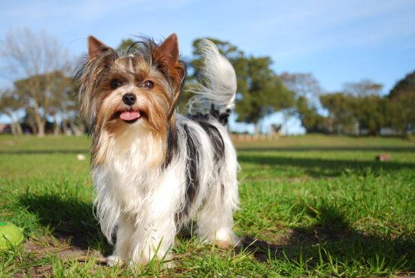 Biver yorkshire terrier paseos