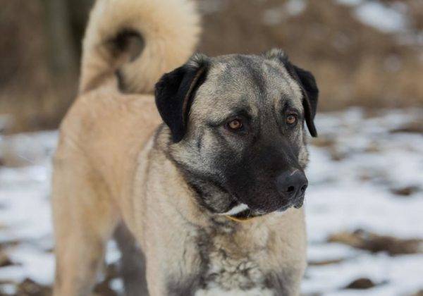 Foto hermosa del perro de pastor de Anatolia