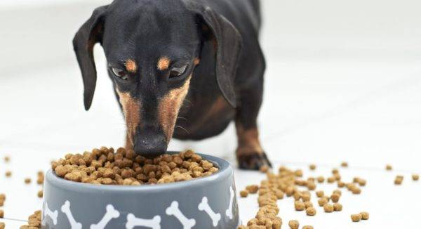 Cómo convertir un perro en comida seca