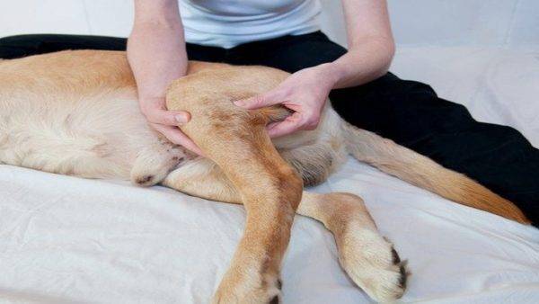 Los síntomas de las fracturas de perro