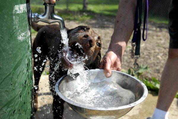 Aumento natural de la sed en perros.
