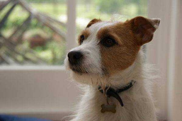 Parson Russell Terrier guapo