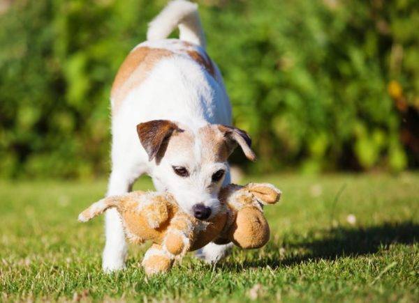 Parson Russell Terrier con un juguete
