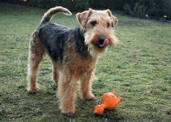 Welsh Terrier con un juguete