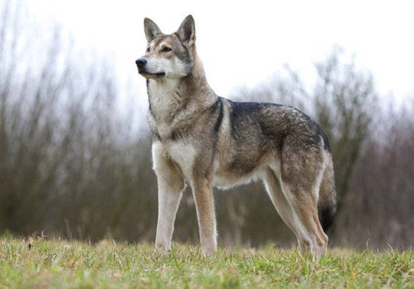 Descripción de la raza de perro de lobo sarlos