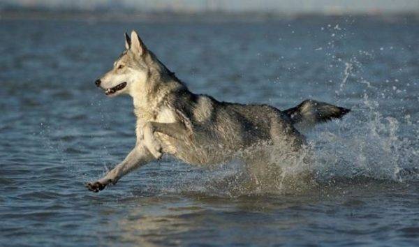 Perro lobo de sarlos en el agua.