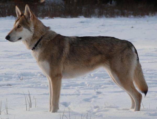Sarlos Wolf Dog en invierno