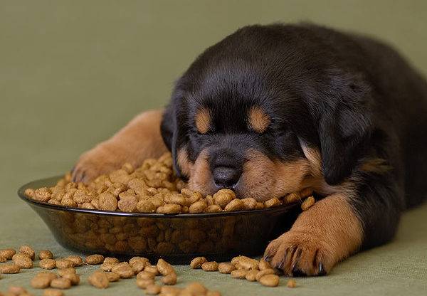 Cuánta comida seca darle a un perro