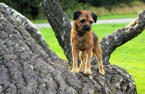 Border Terrier en un árbol
