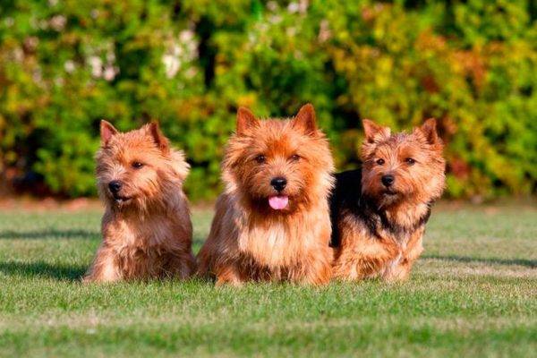 Norwich Terrier Trio