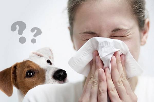 Alergias a perros