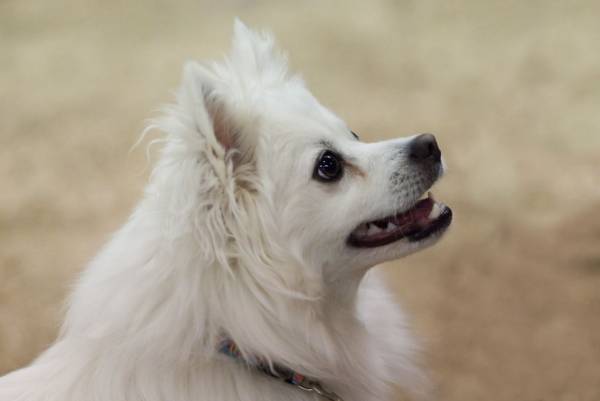 Perro esquimal americano perro de Pomerania