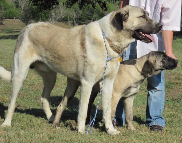 El perro de pastor de Anatolia es un gran perro