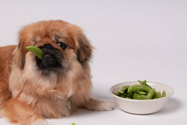 Dieta de proteínas para perros