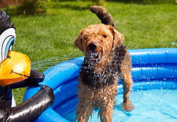 Welsh Terrier en la piscina