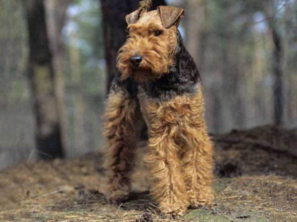 Welch Terrier en el bosque