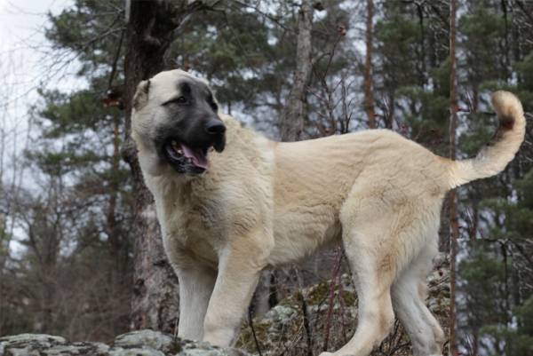 Descripción de la raza Gampra (Armenian Wolfhound)