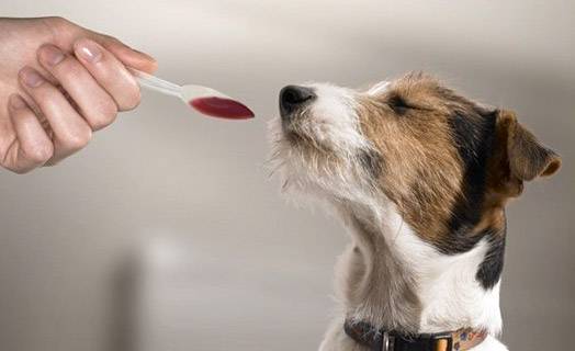Cómo darle a un perro medicina líquida