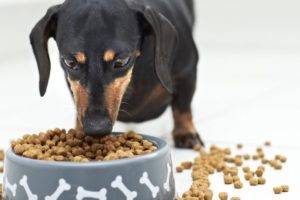 Cómo transferir un perro a comida seca