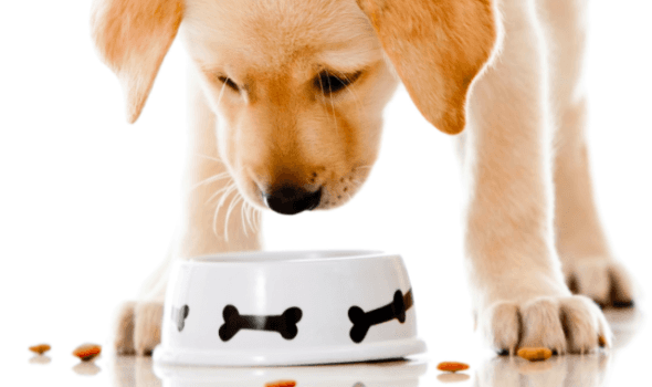 Cómo entender que la comida seca se acercó al perro