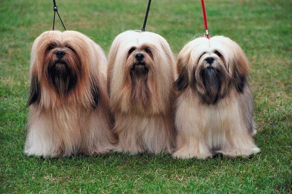 Cachorros de lhasa apso