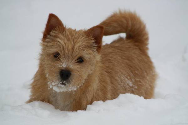 Norwich Terrier en invierno