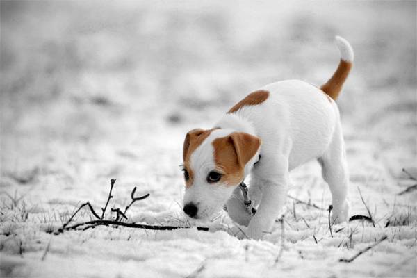 Parson Russell Terrier en invierno