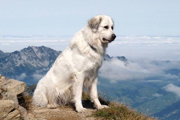 Descripción de la raza del perro de montaña pirenaico