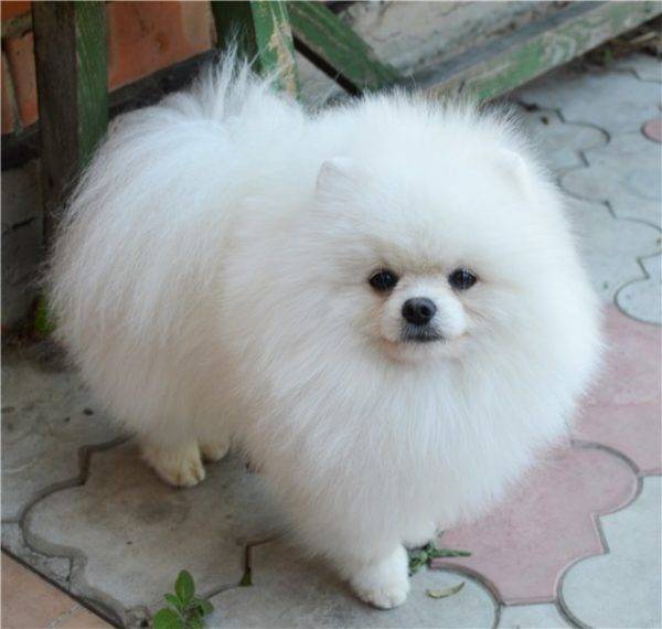 perro de Pomerania blanco