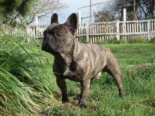 bulldog francés en la naturaleza