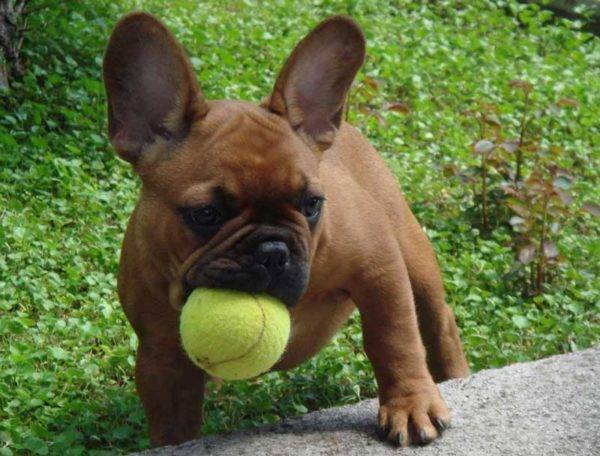 bulldog francés con pelota