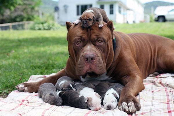cachorros y su madre están descansando