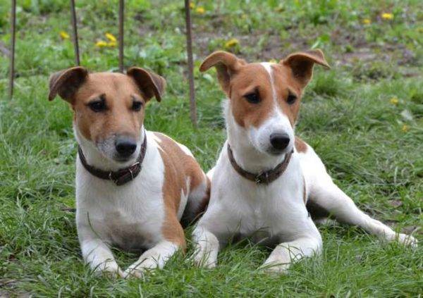 dos lindos fox terriers