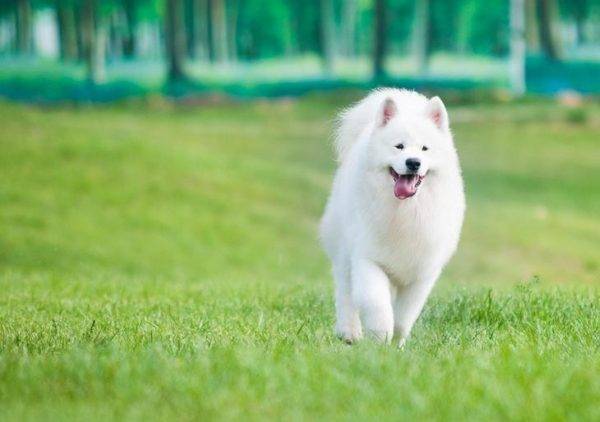 lindo perro samoyedo