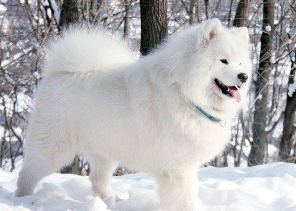Samoyedo caminando en la nieve.