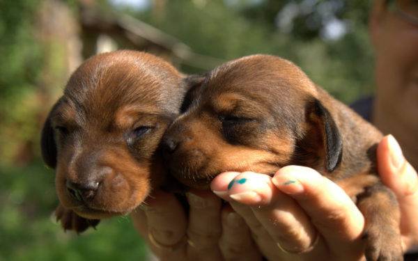 pequeños dachshunds