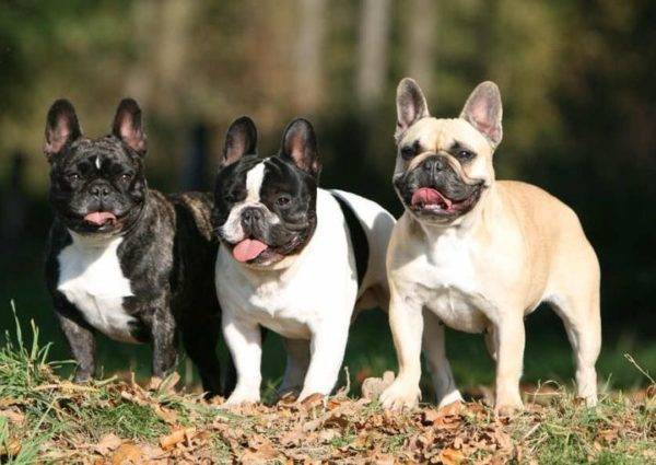 tres bulldogs franceses