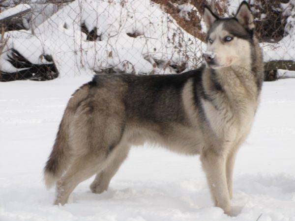 Husky siberiano con un color lobo
