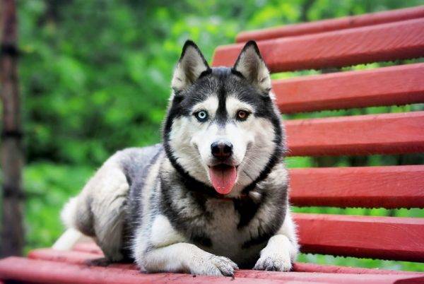 husky siberiano con ojos coloridos