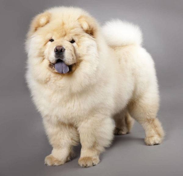 Chow Chow color crema