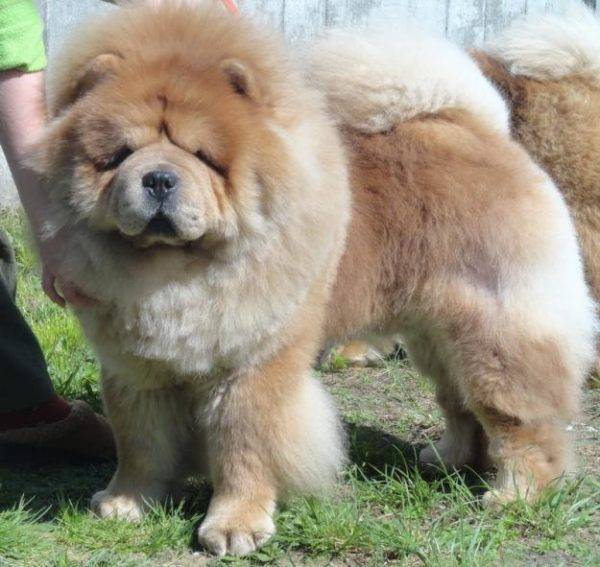 tsimt color chow chow