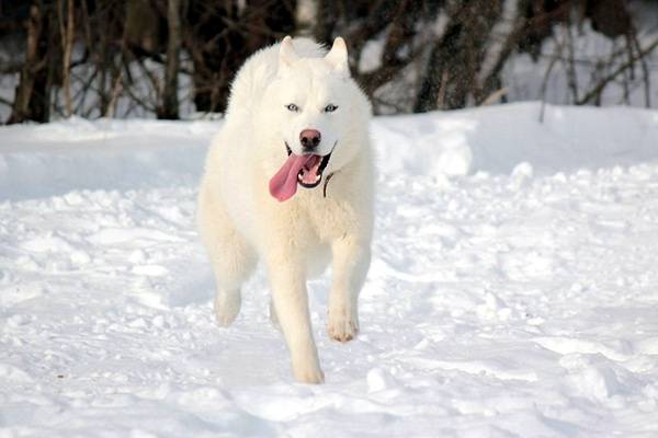 Husky siberiano con lana blanca