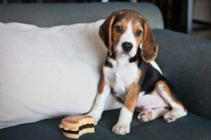 beagle en el sofá