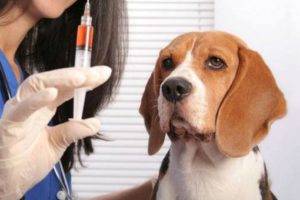 beagle en el veterinario