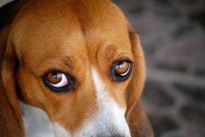ojos rojos de beagle