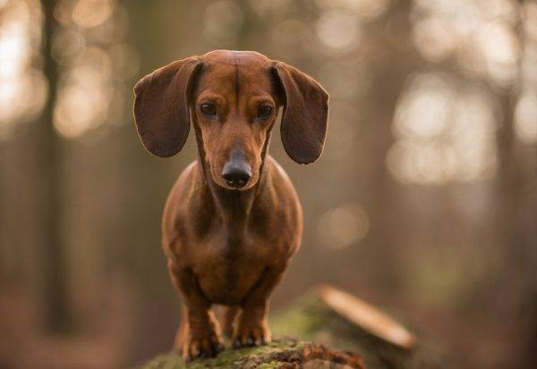 dachshund con orejas grandes