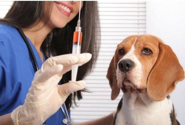 Perros de vacunacion